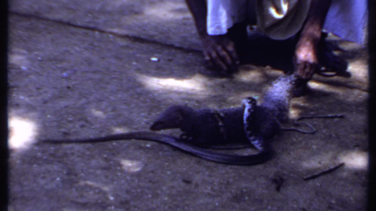 The animal appears to turn or rise near the person as the long snake extends across the concrete in this India home-movie frame.
