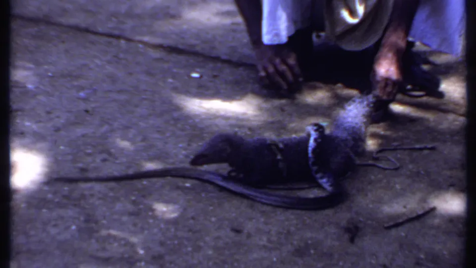 The animal appears to turn or rise near the person as the long snake extends across the concrete in this India home-movie frame.