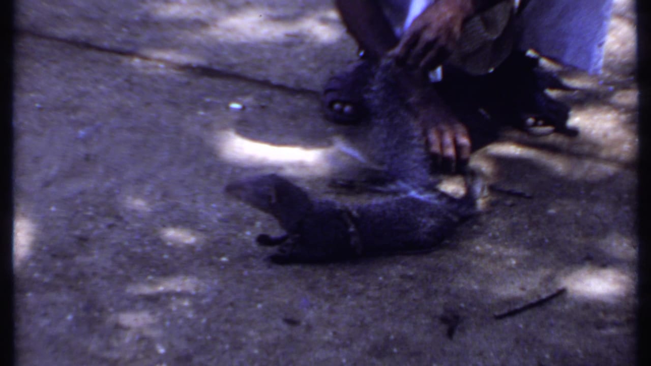 A crouching person appears to hold or steady the small dark animal on the concrete, with part of the snake still visible nearby.