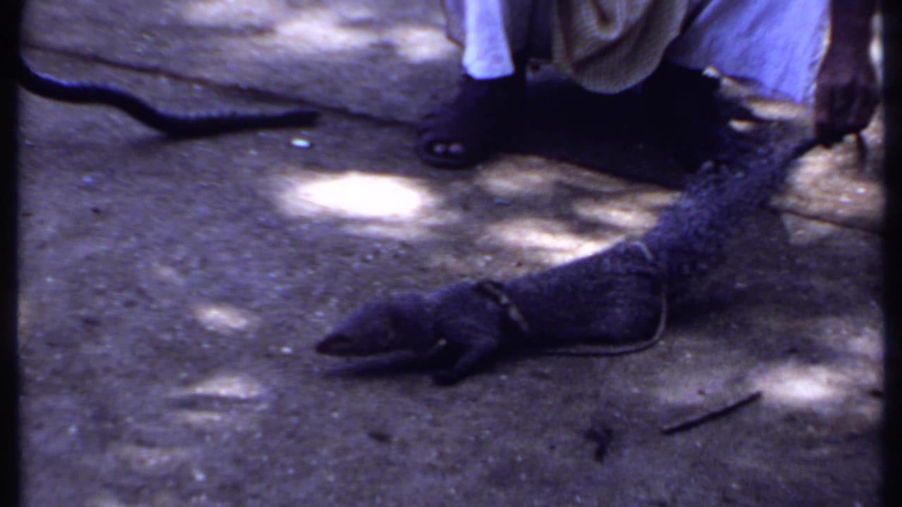 Leashed monitor lizard on concrete near a person's feet and a coiled snake.