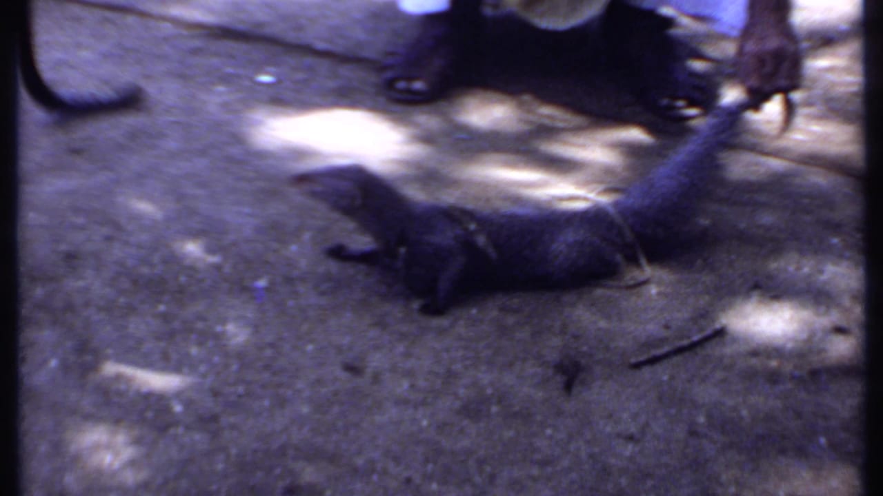 1969 India 8mm frame focused on a coiled snake on shaded concrete, with a handler's feet and clothing edge nearby.