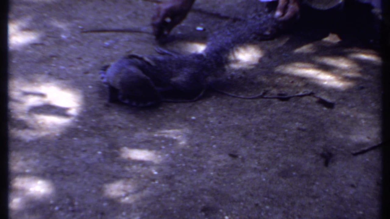 1969 India 8mm frame showing the monitor lizard low to the ground, with the snake and a handler's foot close in the same outdoor space.