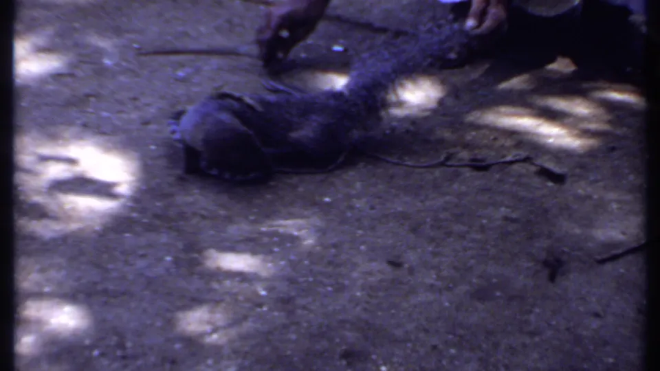 1969 India 8mm frame showing the monitor lizard low to the ground, with the snake and a handler's foot close in the same outdoor space.