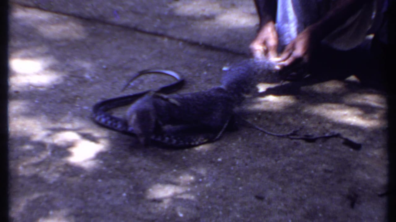 1969 India 8mm frame showing hands holding a harnessed monitor lizard near a coiled snake on a shaded concrete surface.