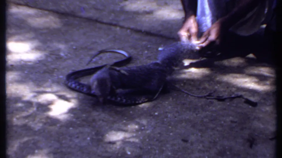 1969 India 8mm frame showing hands holding a harnessed monitor lizard near a coiled snake on a shaded concrete surface.
