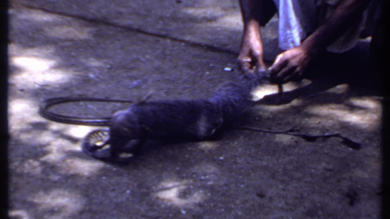 Mongoose on pavement near a crouching person and a snake-like shape.