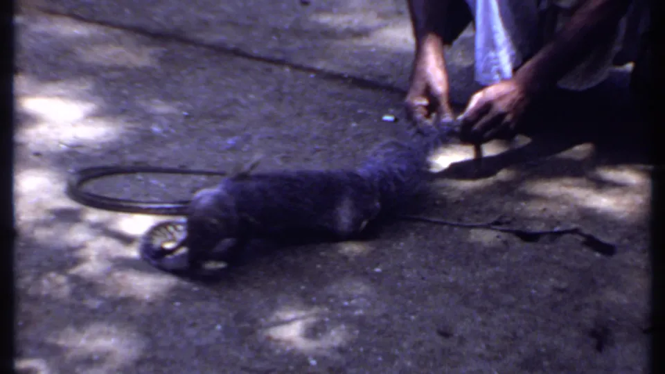1969 India 8mm frame showing a mongoose on paved ground near a crouching person, with a snake-like form nearby in dappled shade.