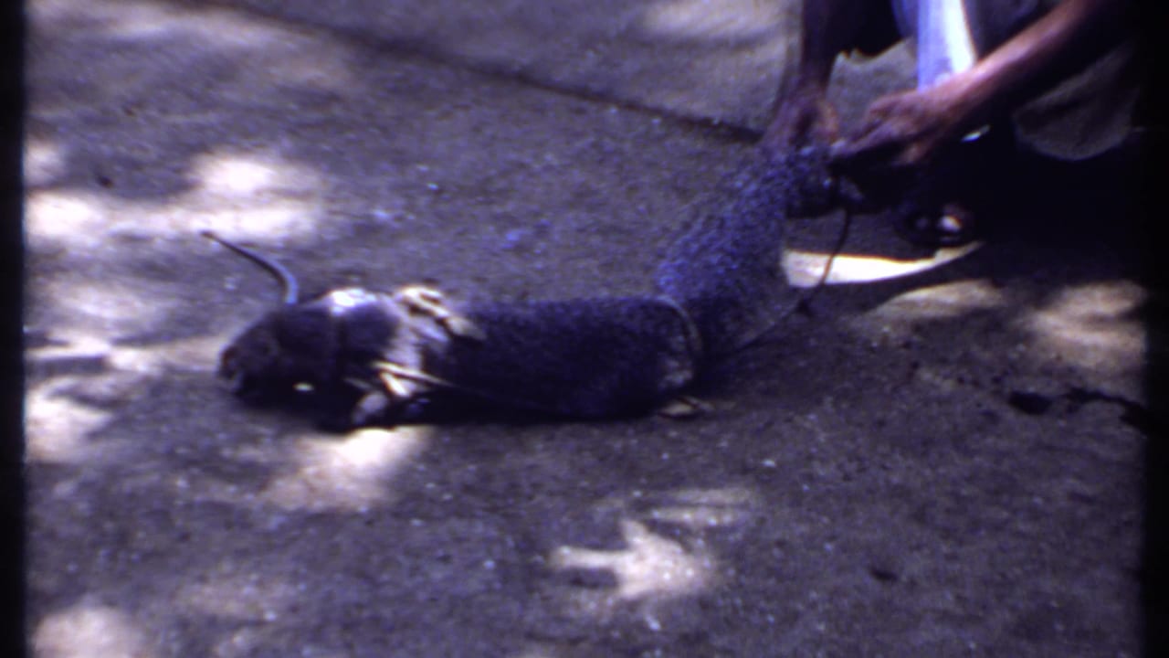 1969 India 8mm frame with a mongoose stretched on pavement while a crouching person handles or guides it beside a snake encounter.
