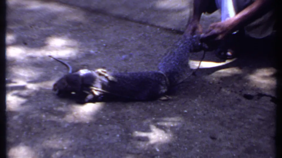 1969 India 8mm frame with a mongoose stretched on pavement while a crouching person handles or guides it beside a snake encounter.