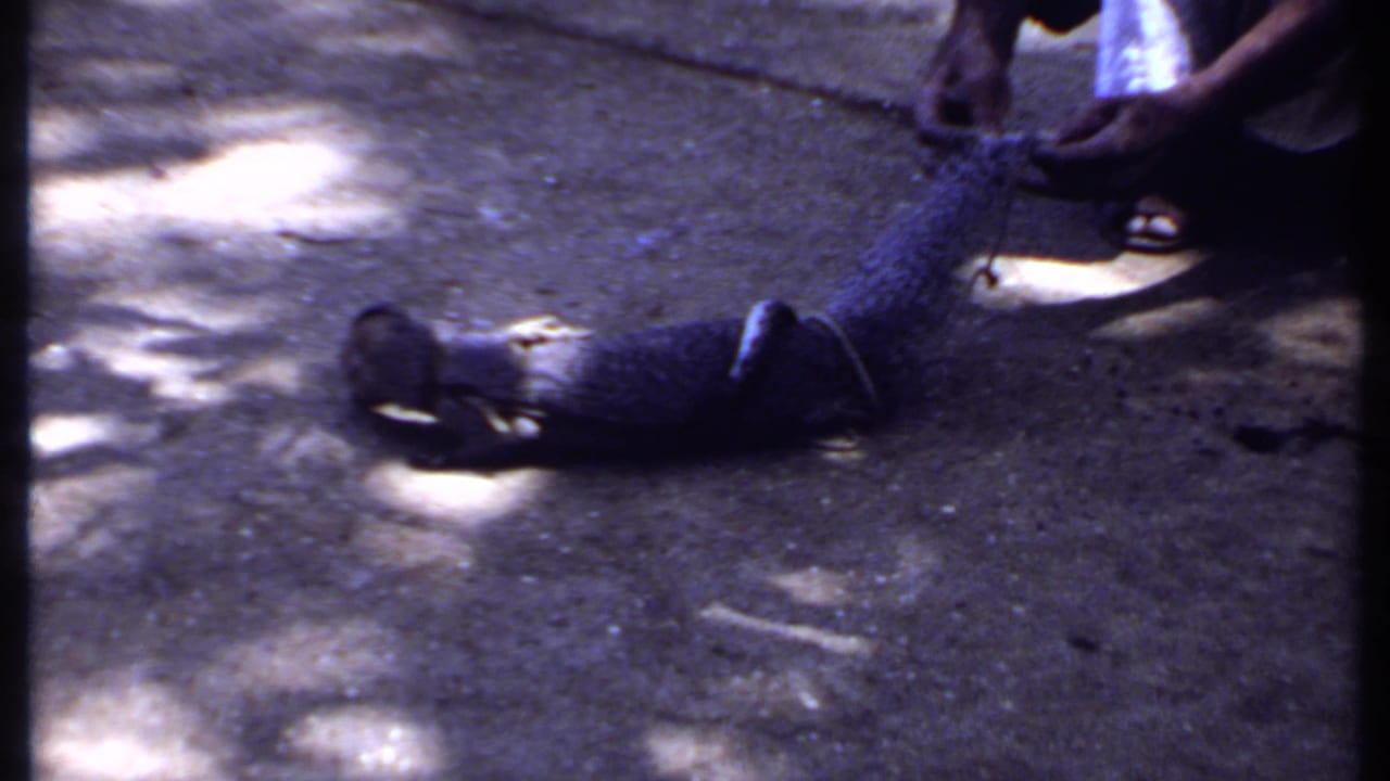 1969 India 8mm frame showing a person holding or restraining a mongoose on shaded pavement during the animal confrontation.