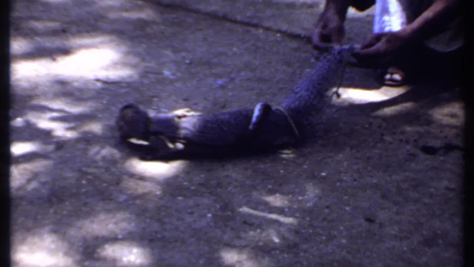 1969 India 8mm frame showing a person holding or restraining a mongoose on shaded pavement during the animal confrontation.