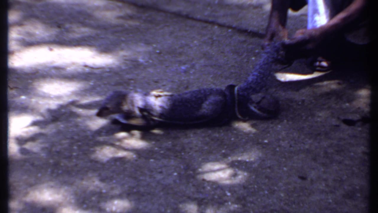 1969 India 8mm frame with motion blur as the mongoose shifts on pavement beside a crouching person in dappled sunlight.