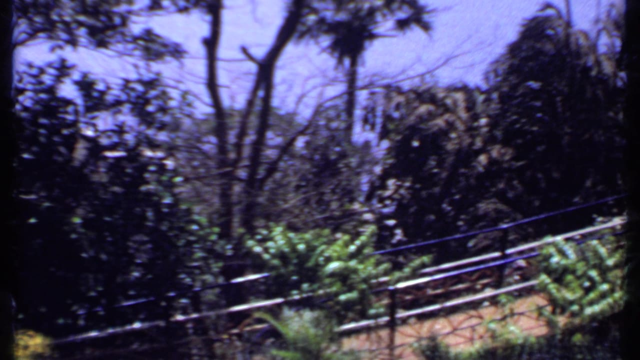 1969 India home-movie frame with railings, palms, shrubs, and tree trunks along a landscaped walkway.