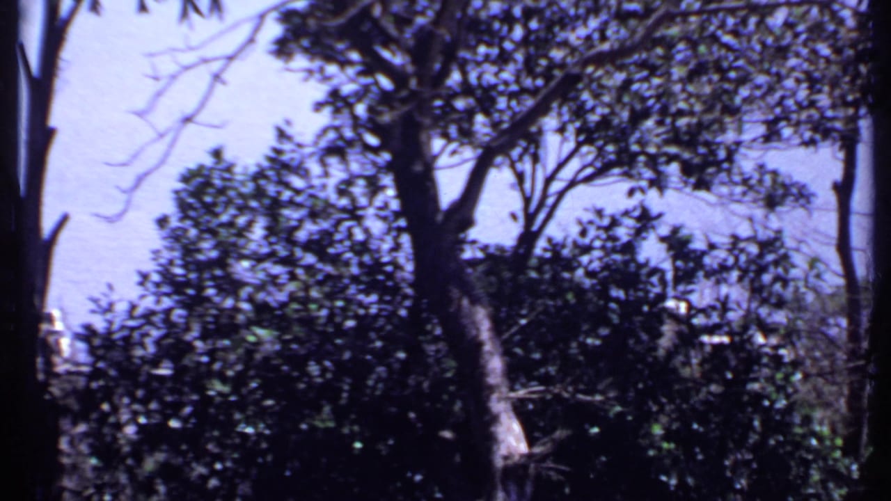 1969 India frame showing dense garden trees, leafy shrubs, bare branches, and a bright sky near the end of the pan.