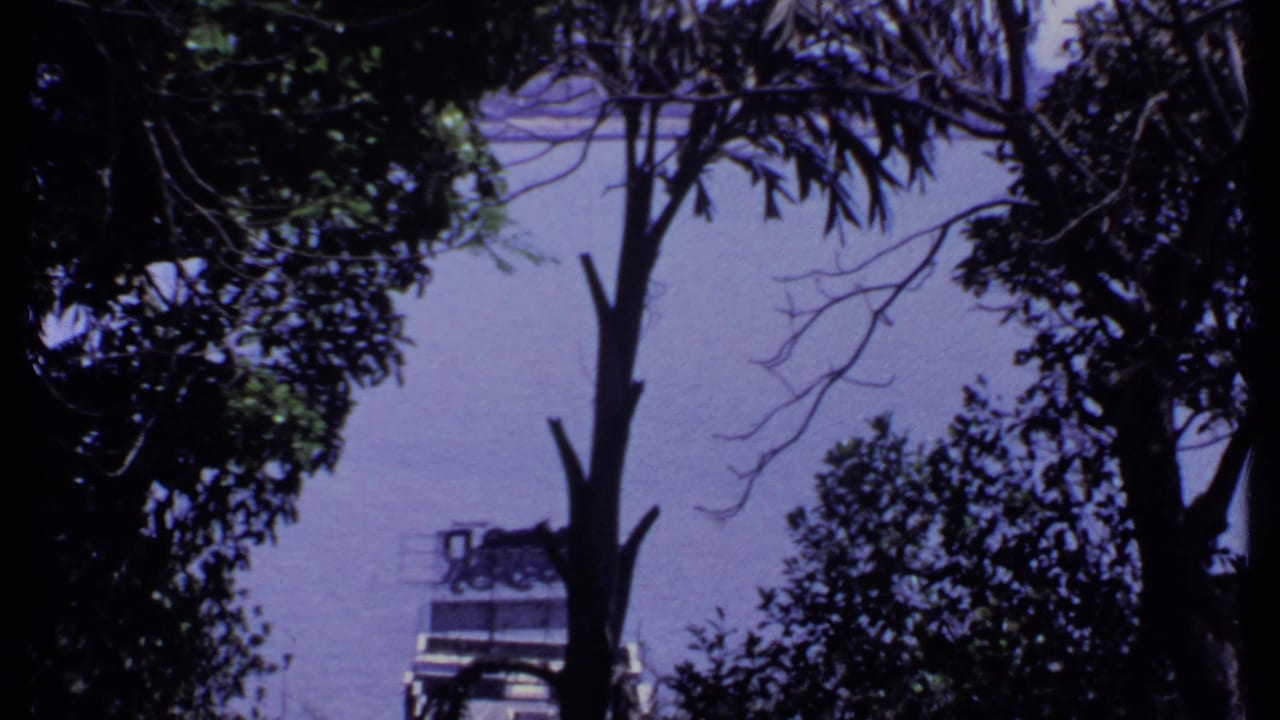 A handheld 8mm view through silhouetted trees in India, with a pale sky and a distant waterside form partly visible.