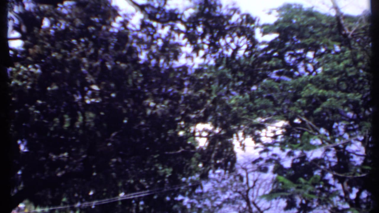 Dense shoreline trees with water partly visible beyond the foliage.