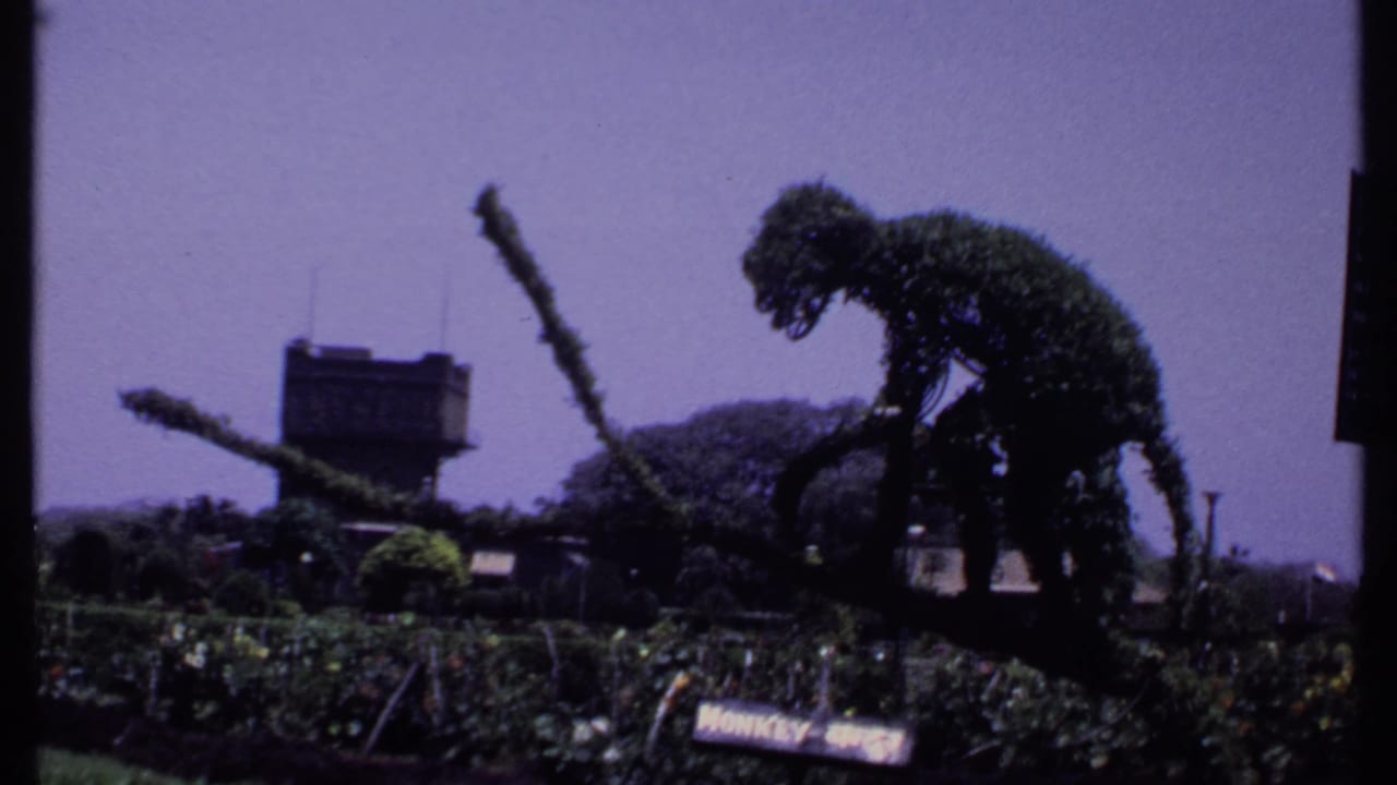 Purple-tinted 1969 India 8mm frame of a monkey-shaped topiary in a public garden, with signage, hedges, and a water tower behind it.