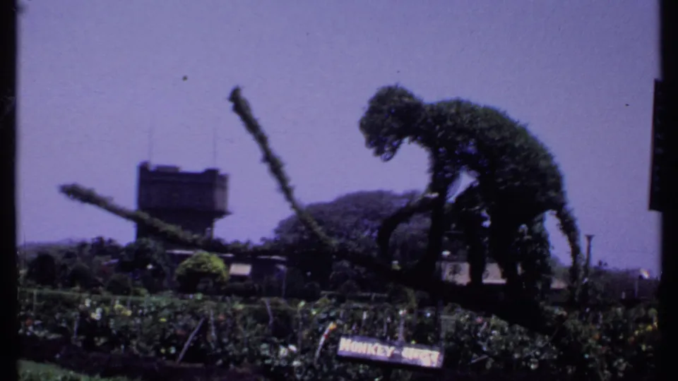 1969 India 8mm frame showing a monkey-shaped topiary rising above garden beds with a small sign in front.