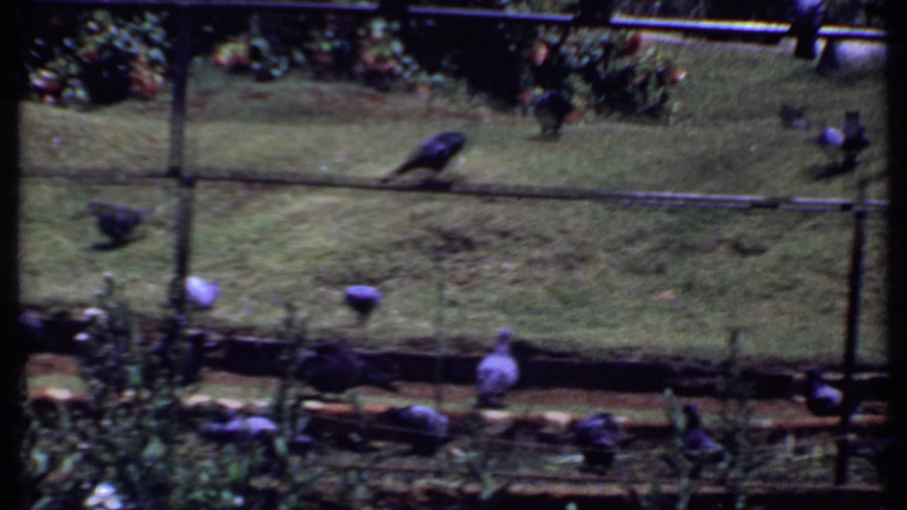 1969 India 8mm frame tilted lower toward pigeons on a grassy lawn, with a metal fence, flower beds, and the garden topiary still visible beyond.