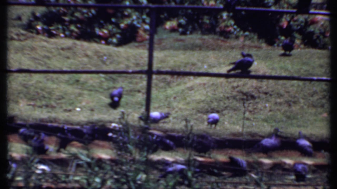 Final 1969 India home-movie frame showing pigeons scattered across a lawn behind a metal fence, with flower beds and donkey topiary in the garden beyond.