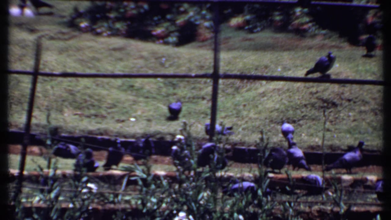 Pigeons walking on grass behind a low fence with garden planting nearby.