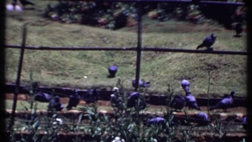 1969 India 8mm frame showing pigeons scattered across a grassy park area behind a low fence.