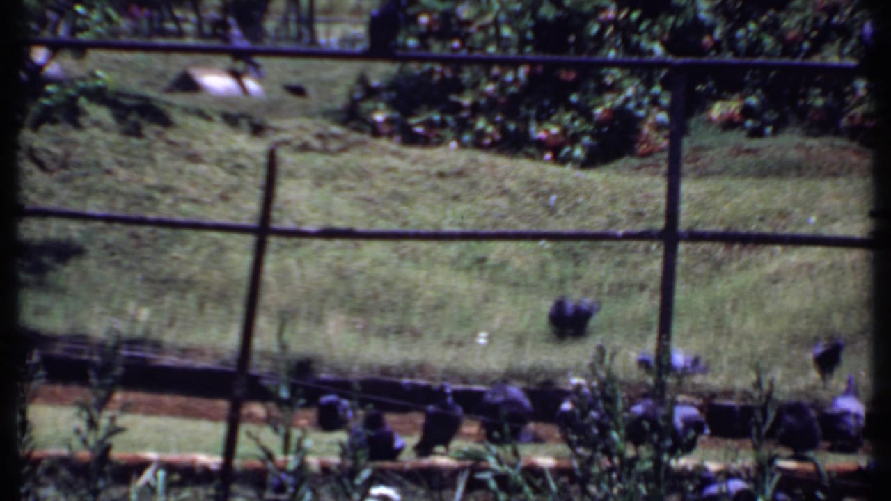1969 India home-movie frame with pigeons on a grassy park slope, seen through soft 8mm focus.