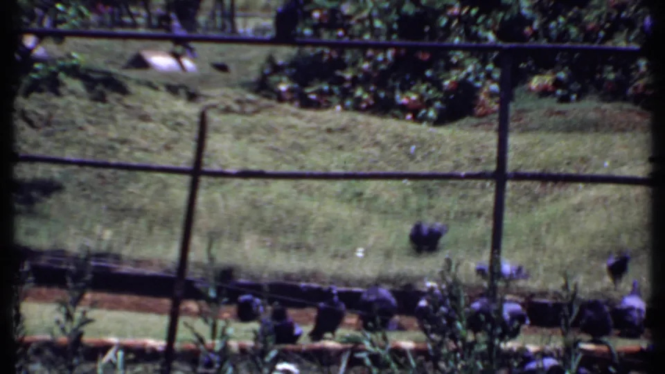 1969 India home-movie frame with pigeons on a grassy park slope, seen through soft 8mm focus.