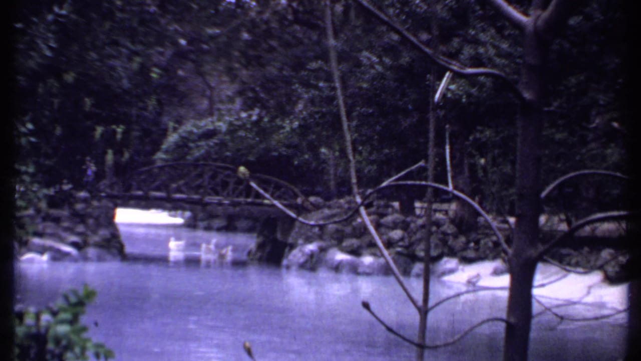 White swans float on a lake near a low arched bridge and trees.