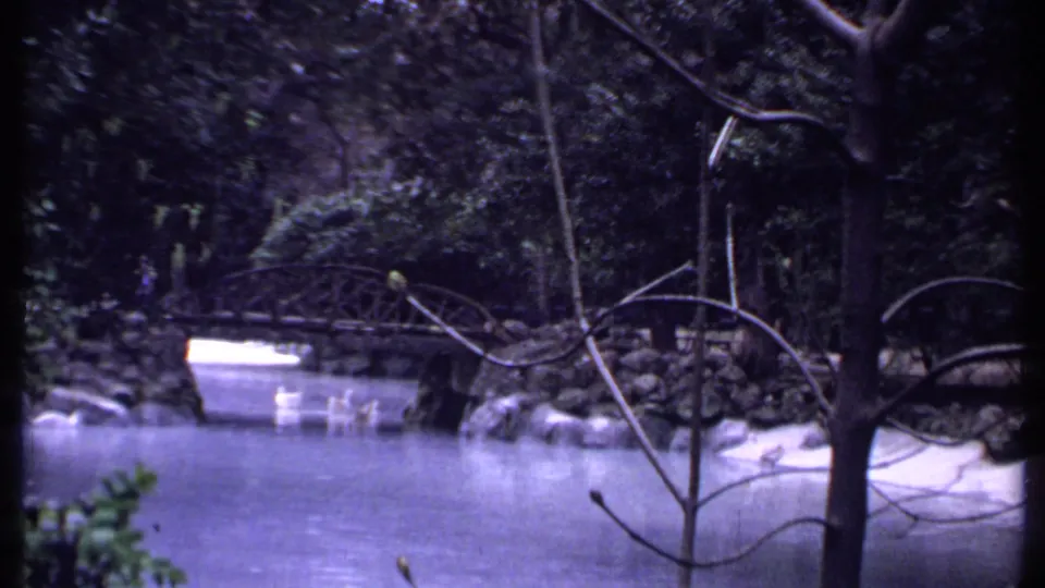 A park lake in the Kenya travel footage shows white swans on the water beneath a low arched bridge surrounded by dense trees.