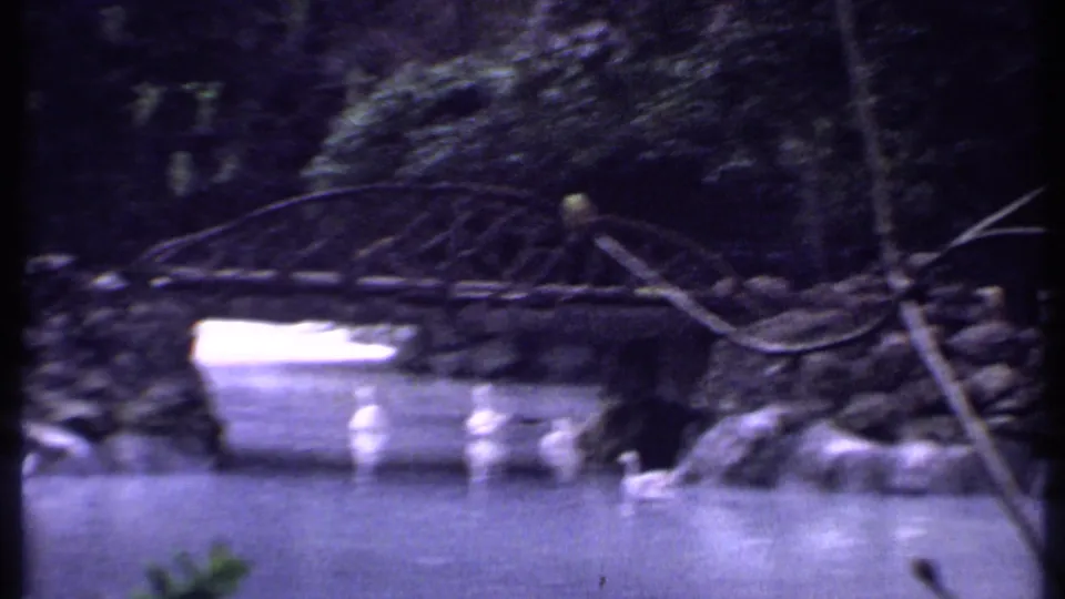 A closer, soft 8mm view shows swans on a shaded lake with the small bridge and dark trees behind them in the Kenya park scene.