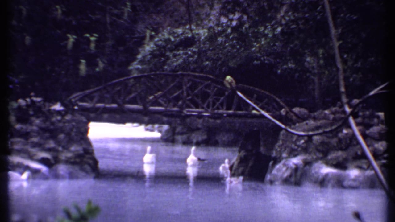White ducks swim in a pond below an arched pedestrian bridge surrounded by foliage.
