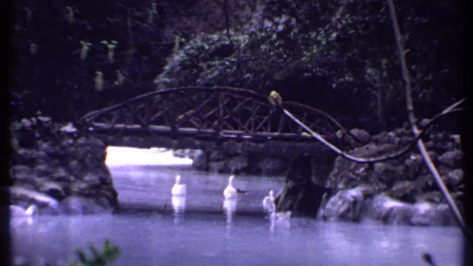 1969 Kenya 8mm frame showing white ducks on a pond beneath a rustic arched bridge in a lush garden setting.