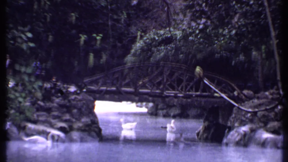 1969 Kenya home-movie frame with ducks near a shaded pond and rustic pedestrian bridge among trees and plants.