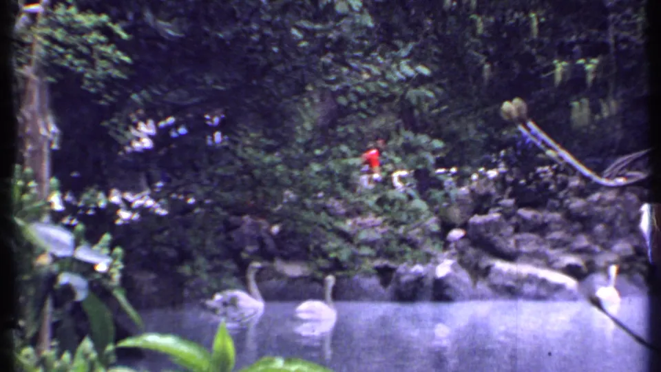 1969 Kenya 8mm frame with white swans on a garden pond and a distant person in red near rocks and foliage.
