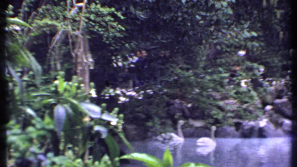 1969 Kenya 8mm frame showing swans on a pond, broad-leaf plants, stone edging, and deep green garden vegetation.