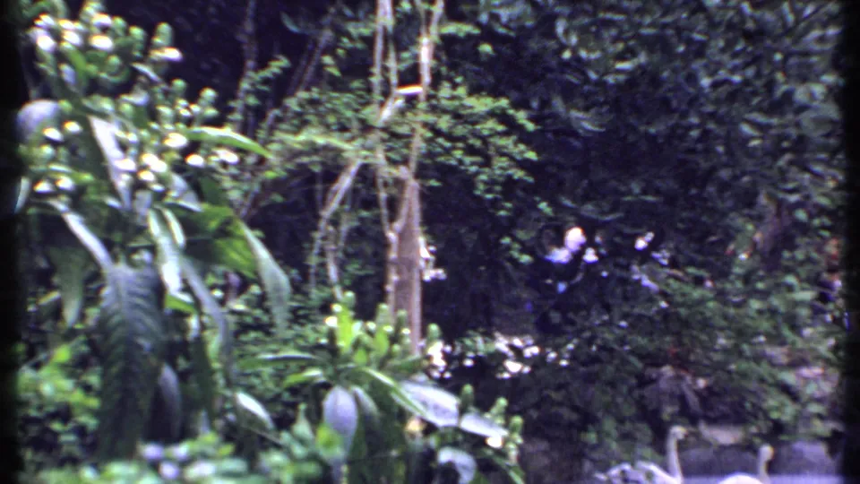 1969 Kenya 8mm frame of a landscaped pond with swans, rocks, tall plants, and dense foliage in soft home-movie focus.