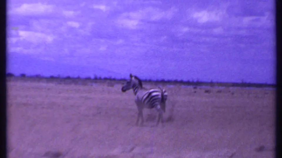 1969 Kenya 8mm wildlife view with a zebra on open savanna under a cloudy, purple-shifted sky.