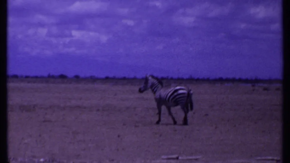 1969 Kenya home-movie frame showing a zebra moving across open savanna beneath a cloudy sky.