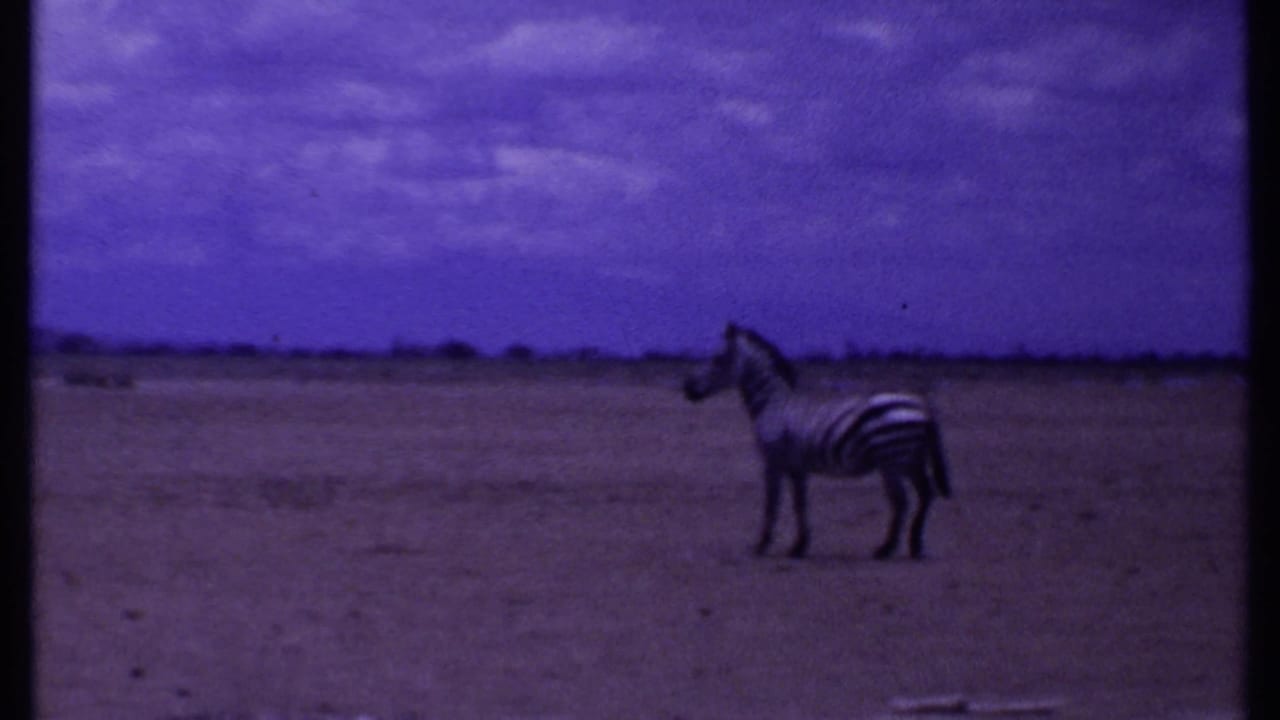 Zebra standing in open savanna beneath a purple-tinted cloudy sky.
