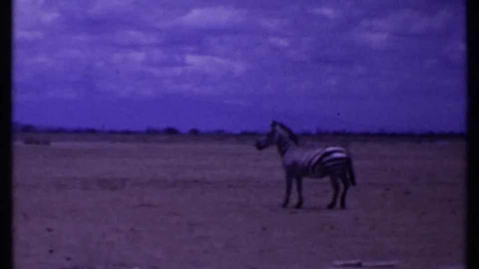 1969 Kenya 8mm frame showing a zebra standing on dry open savanna under a purple-tinted sky.