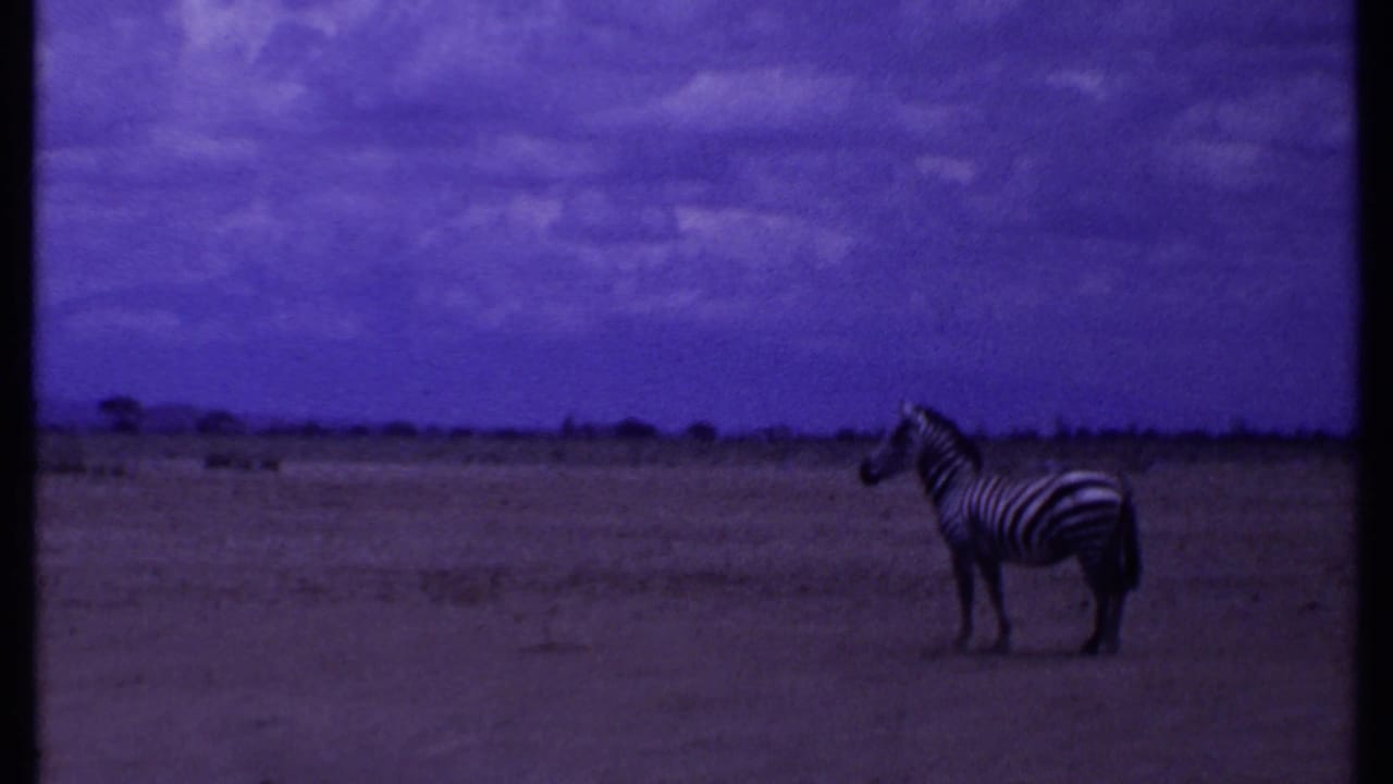 Zebra standing near the right side of a wide savanna frame.