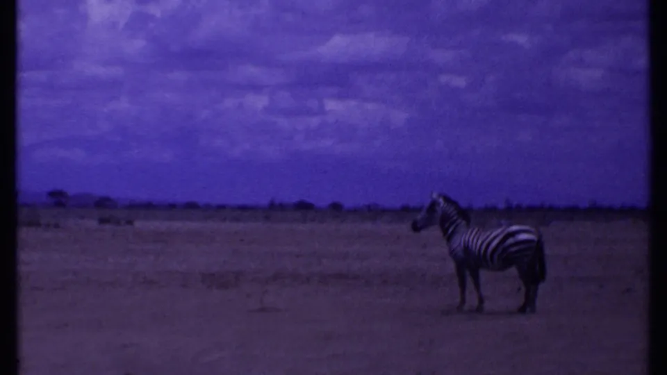 1969 Kenya 8mm frame with a zebra standing in a wide, purple-tinted savanna landscape.
