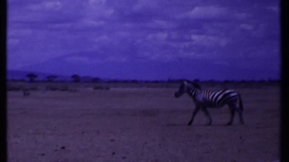 1969 Kenya 8mm frame showing a zebra walking through dry savanna with a low tree line behind it.