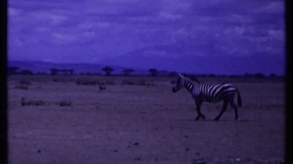 1969 Kenya 8mm frame showing a zebra walking across open savanna with scattered trees and a hazy distant backdrop.