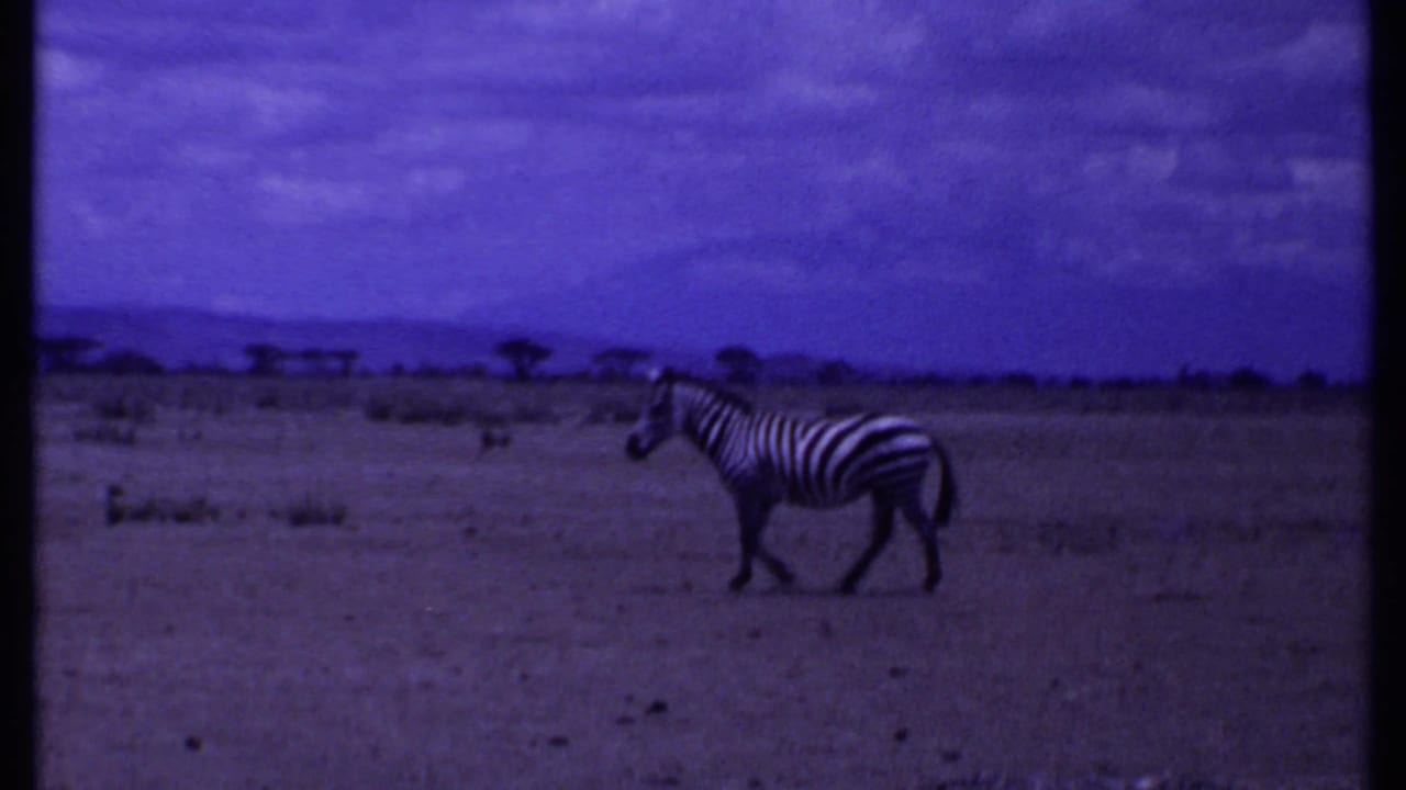 Zebra walking across an open plain beneath a purple-tinted cloudy sky.