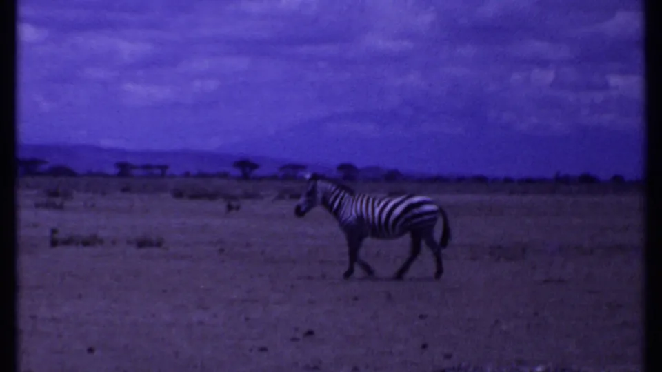 1969 Kenya 8mm frame showing a zebra crossing open savannah with distant low trees under a purple-tinted sky.
