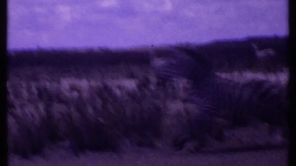 1969 Kenya 8mm frame with soft, blurred safari scrub and dry grasses in the foreground.