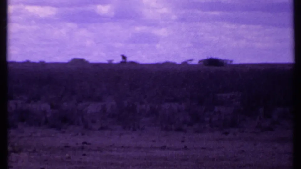1969 Kenya 8mm frame showing distant wildlife silhouettes on a scrubby savanna horizon under a purple sky.