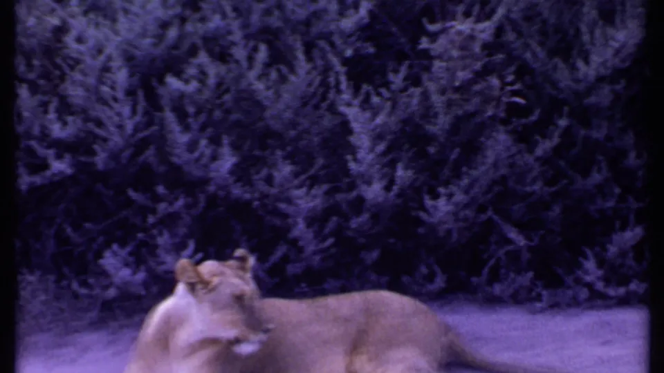A lioness rests calmly near dense brush in the Kenya safari footage, separated from the family shots by the home-movie edit.